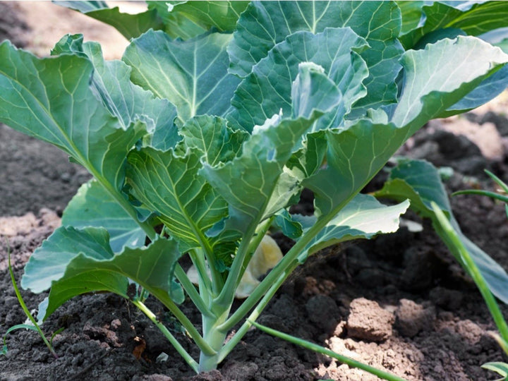 Collard Vegetable Seeds for Planting – Heirloom & Non-GMO Garden Seeds for Nutritious Leafy Greens