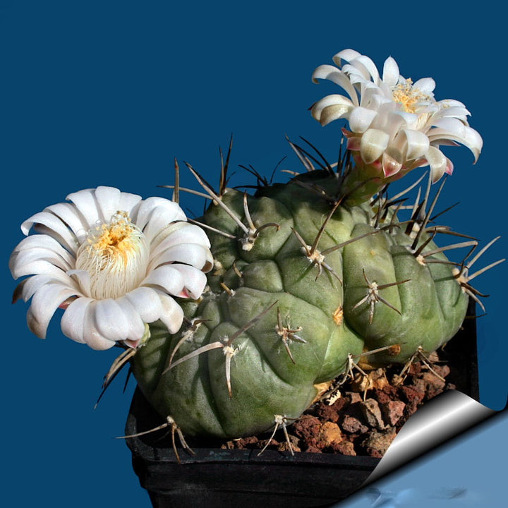 White Gymnocalycium Eurypleurum Flower Seeds for Planting – Heirloom Non-GMO, High Germination Organic Garden Seeds
