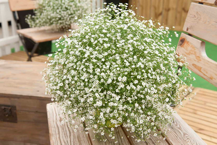 White Gypsophila Flower Seeds for Planting – Heirloom, Non-GMO, Easy to Grow Organic Garden Seeds