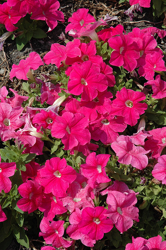 Deep Pink Petunia Flower Seeds for Planting – Heirloom, Non-GMO, High Germination, Organic Garden Seeds