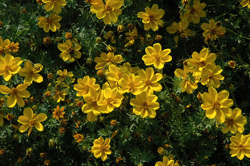 Yellow Bidens Sunshine Flower Seeds for Planting | Heirloom Non-GMO Organic Garden Seeds