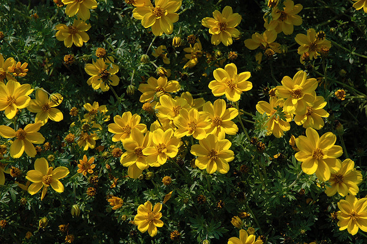 Yellow Bidens Sunshine Flower Seeds for Planting | Heirloom Non-GMO Organic Garden Seeds