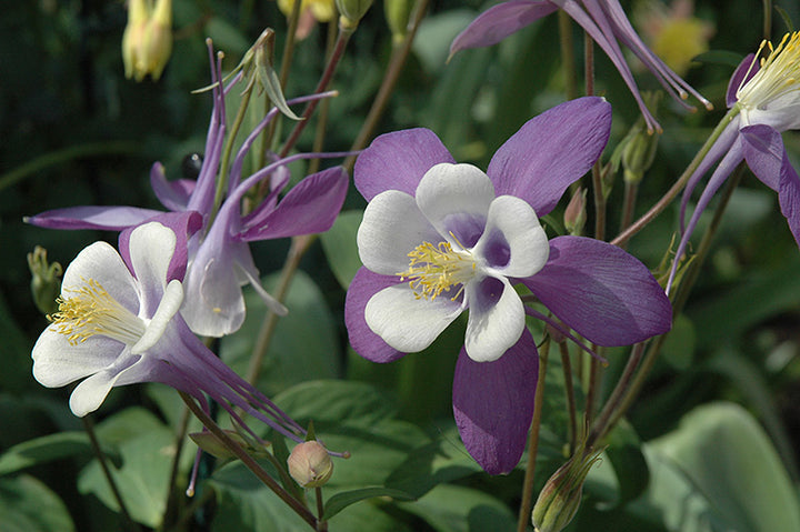 Purple Aquilegia Flower Seeds for Planting – Heirloom Non-GMO, High Germination Organic Garden Seeds