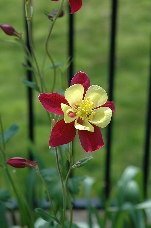 Red Yellow Aquilegia Flower Seeds for Planting – Heirloom Non-GMO, High Germination Organic Garden Seeds