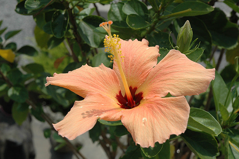 Peach Hibiscus Flower Seeds for Planting – Wildflower Mix, Heirloom, Non-GMO, High Germination