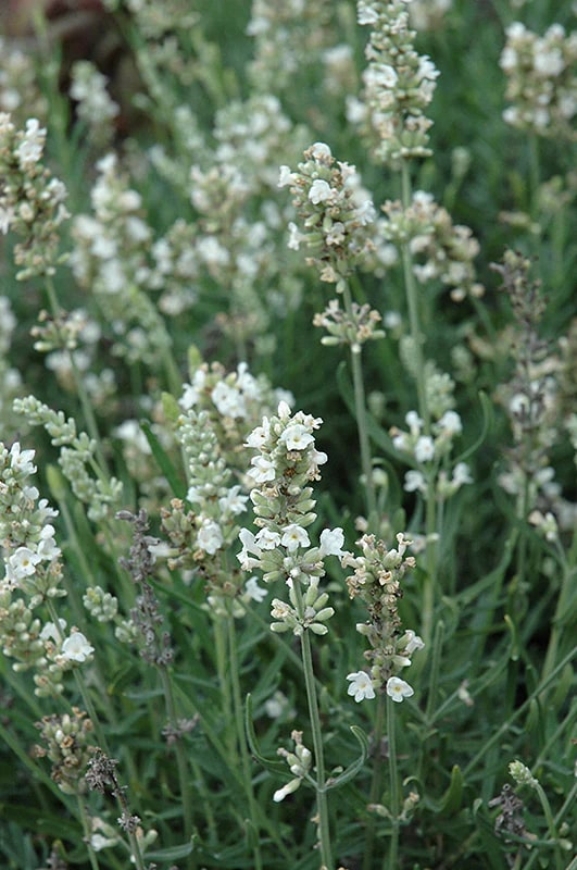 Ellagance Flower Seeds for Planting - Wildflower Mix, Heirloom, Non-GMO Organic Garden Seeds