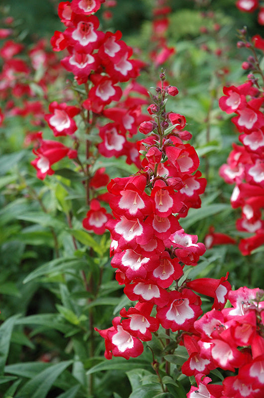 Flower Seeds, Seeds,Seeds For Planting,Plant Seeds