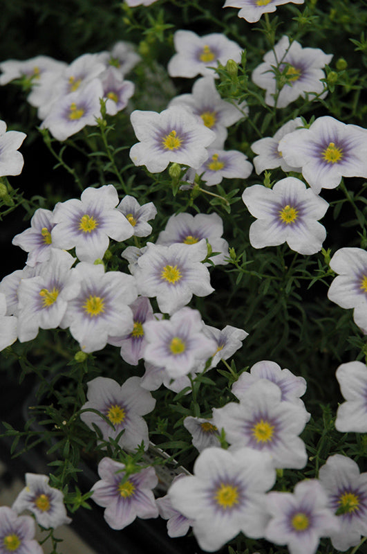 Nierembergia Flower Seeds for Planting – Wildflower Mix | Heirloom, Non-GMO, High Germination
