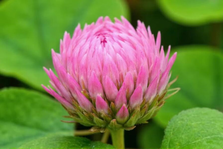 Pink Trifolium or Clover Flower Seeds for Planting – Heirloom Non-GMO High Germination