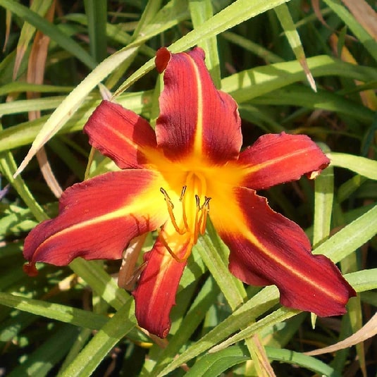 Yellow Red Hemerocallis Flower Seeds for Planting | Heirloom, Non-GMO, High Germination Garden Seeds