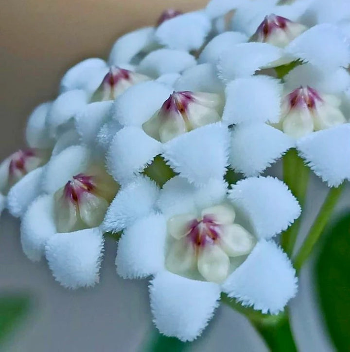 Blue Hoya Flower Seeds for Planting – Seasonal Bloomer, Heirloom & Non-GMO High Germination Organic Garden Seeds