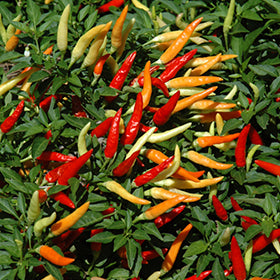 Philippine Hot Pepper Seeds – Heirloom Non-GMO Spicy Chili Vegetable Seeds for Planting, Organic Garden Seeds