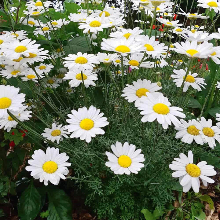 Pyrethrum Flower Seeds for Planting - Heirloom, Non-GMO, High Germination Organic Garden Seeds