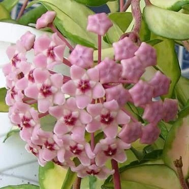 Pink Cream Hoya Carnosa Flower Seeds – Heirloom, Non-GMO, High Germination Seeds for Planting