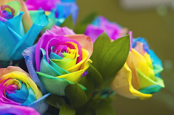 Mixed Rare Rose Flower Seeds for Planting – Heirloom, Non-GMO, High Germination Garden Seeds