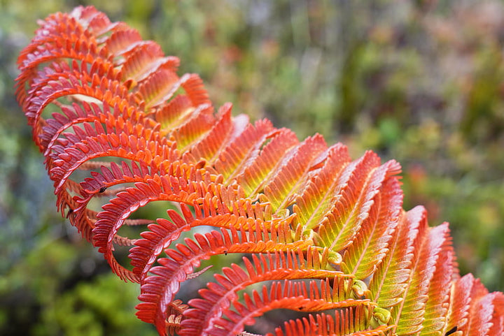 Fern Red Yellow for Planting – Heirloom, Non-GMO Seeds for Home Garden | Bright Blooms, High Germination