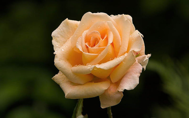 Light Orange Rose Flower Seeds for Planting – Heirloom Non-GMO, High Germination Organic Garden Seeds