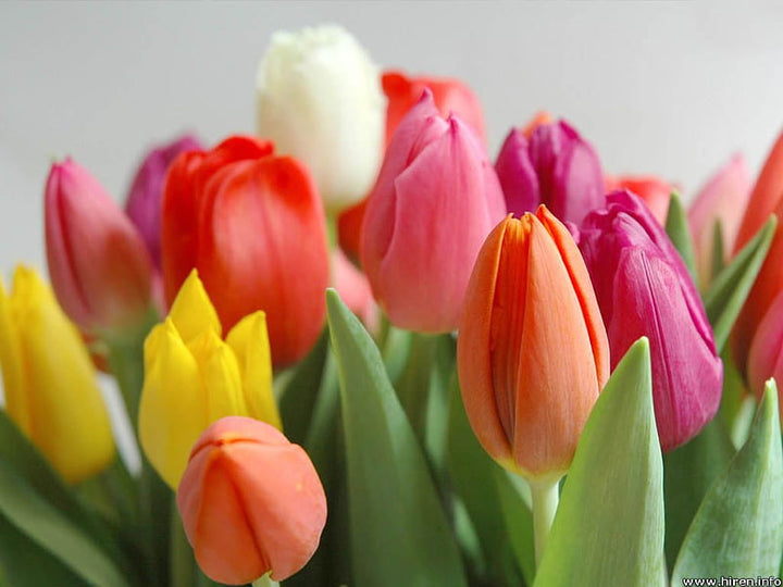 Multi-Colour Tulip Flower Seeds for Planting – Heirloom, Non-GMO, Vibrant Colors, High Germination