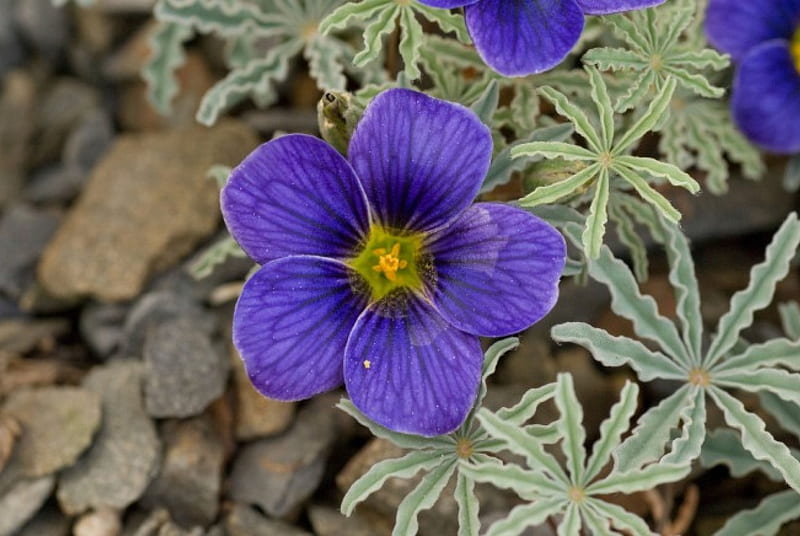 Blue Oxalis Laciniata Flower Seeds for Planting – Heirloom, Non-GMO, Easy to Grow, High Germination