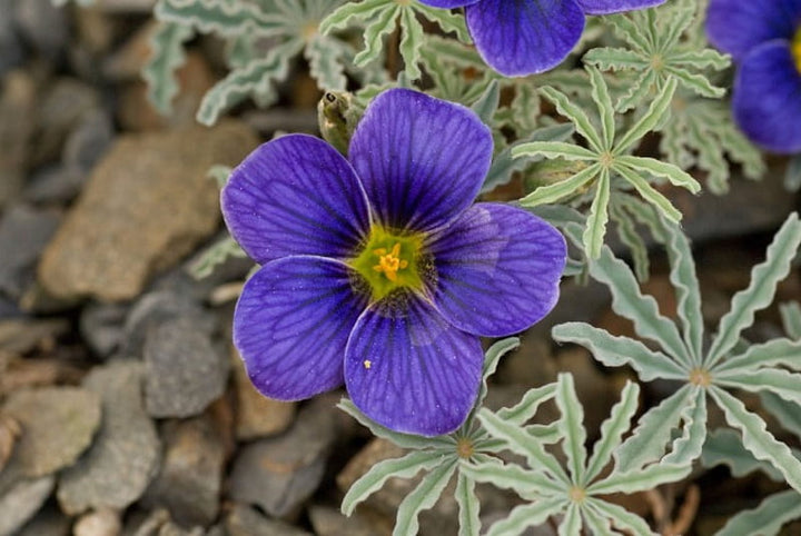 Blue Oxalis Laciniata Flower Seeds for Planting – Heirloom, Non-GMO, Easy to Grow, High Germination