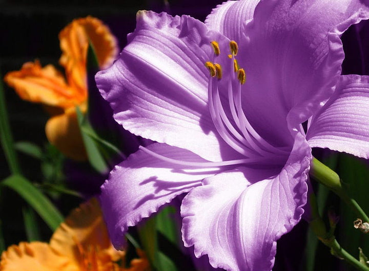 Purple Amaryllis Flower Seeds for Planting – Heirloom, Non-GMO, High Germination Organic Garden Seeds