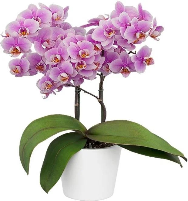 Pink Phalaenopsis Orchid Flower Seeds for Planting – Fragrant Blossoms, Heirloom & Non-GMO Home Garden