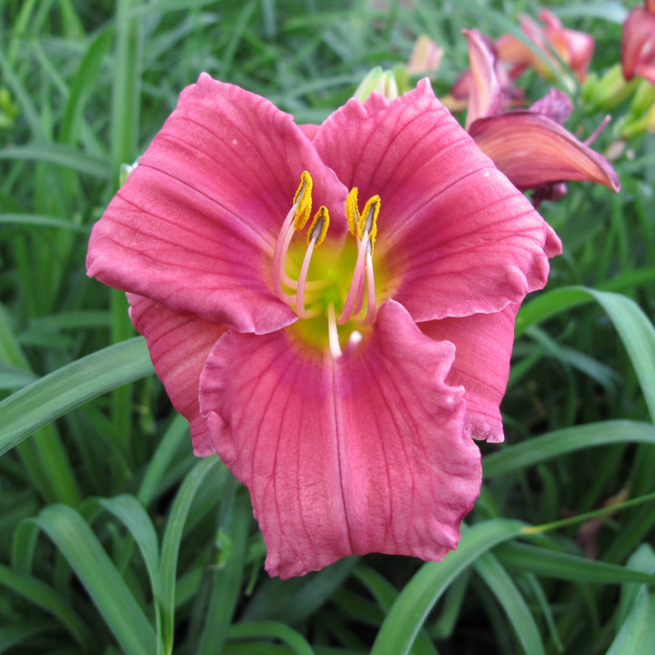 Pink Hemerocallis Flower seeds for Planting - Seasonal Bloomer, Heirloom &amp; GMO Free Seeds for Home Garden, Non-GMO