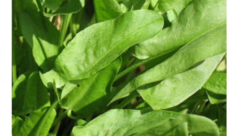 French Sorrel Herb Seeds – Heirloom, Non-GMO Seeds for Home Gardening Favorite Planting