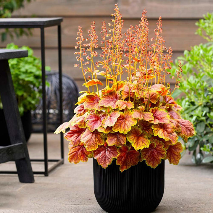 Light Orange Heuchera Flower Seeds for Planting – Heirloom, Non-GMO, High Germination Garden Seeds