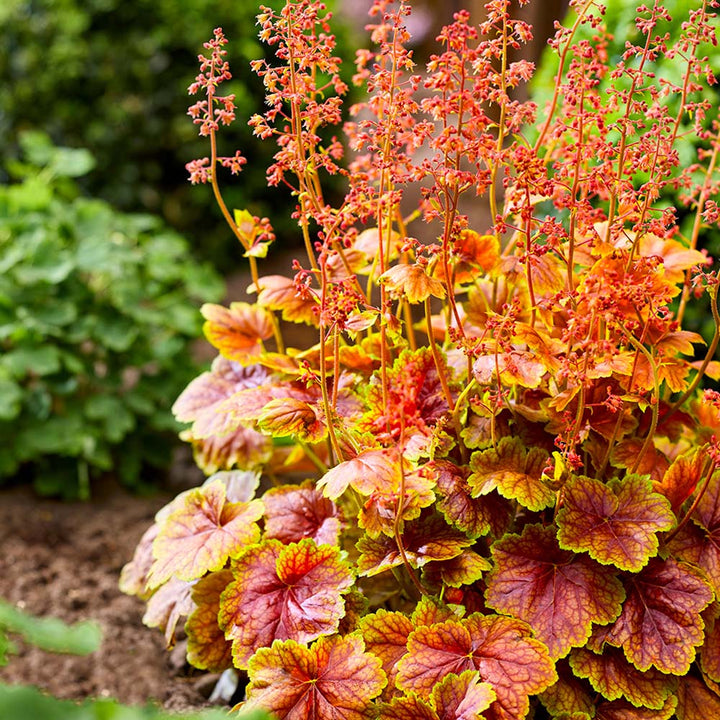 Light Orange Heuchera Flower Seeds for Planting – Heirloom, Non-GMO, High Germination Garden Seeds