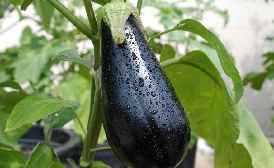Dark Purple Eggplant Seeds for Planting – Heirloom, Non-GMO Organic Seeds with Bold Skin & Rich Flavor for Home Gardens