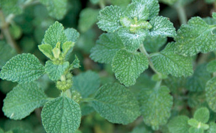 Green Horehound Herb Seeds for Planting – Heirloom, Non-GMO Seeds for Naturally Fresh Herbal Gardens