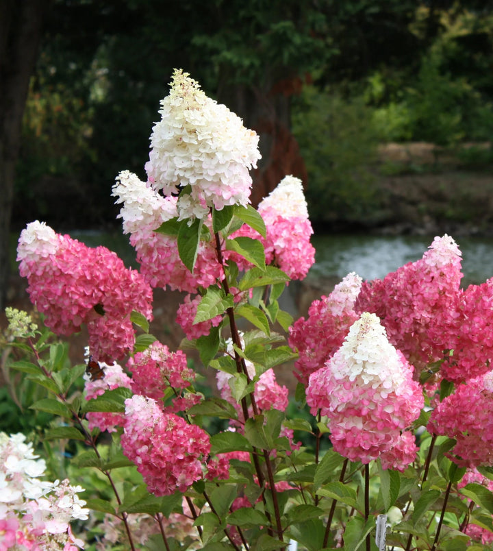 Vanilla Strawberry Hydrangea Flower Seeds for Planting – Heirloom, Non-GMO, High Germination Organic Garden Seeds