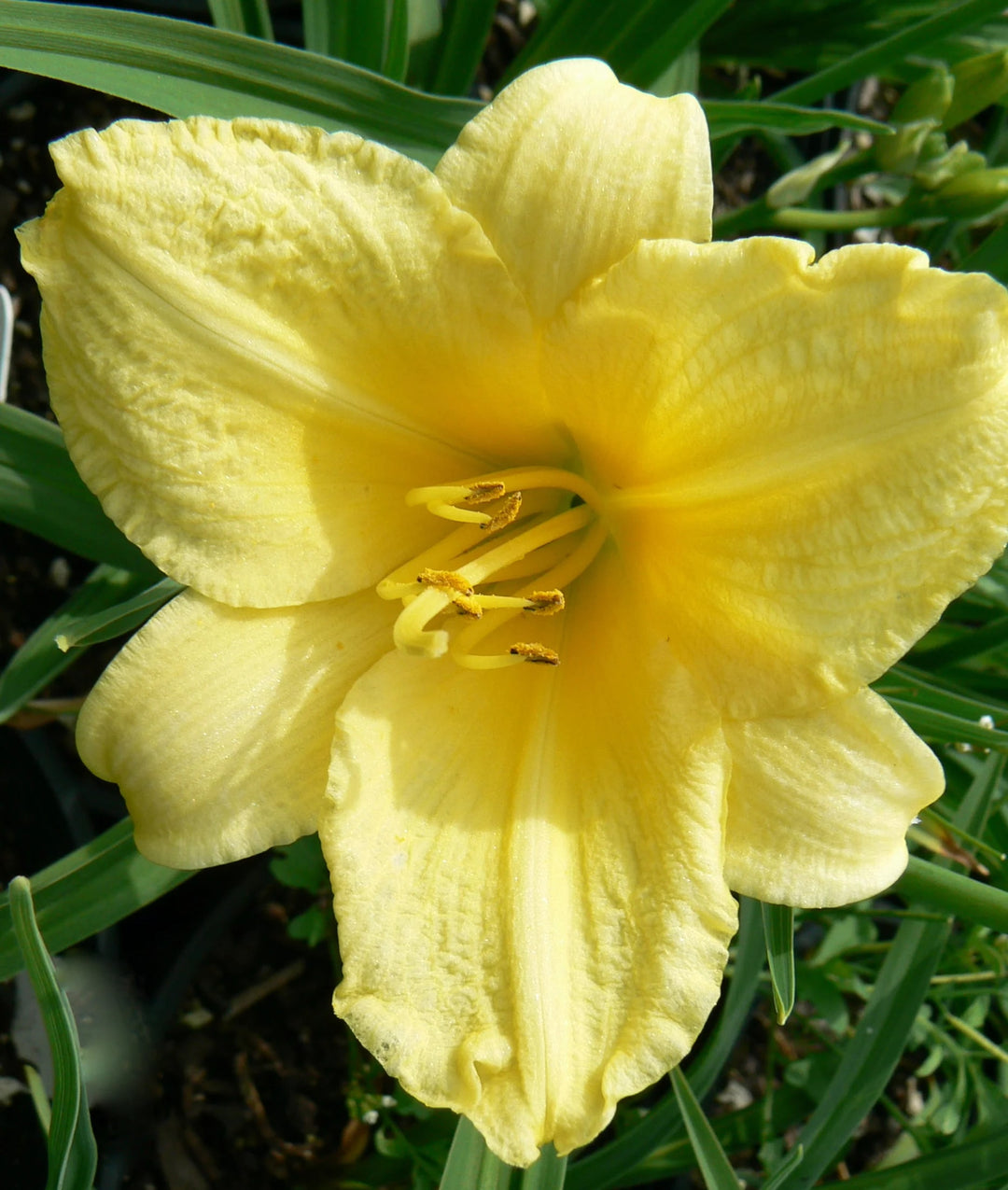 Yellow Hemerocallis Flower Seeds for Planting – Wildflower Mix, Heirloom, Non-GMO, High Germination