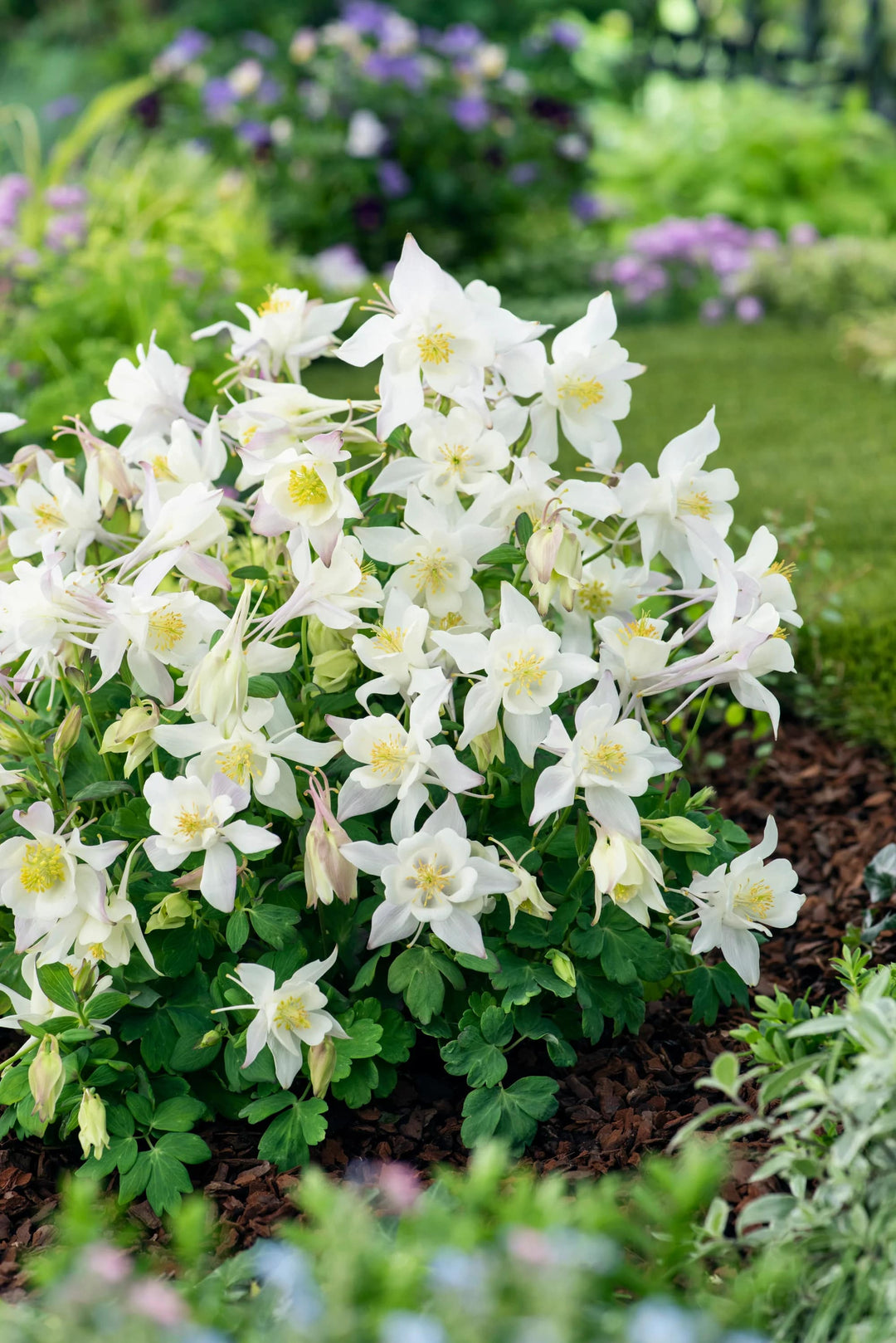 White Columbine Flower Seeds for Planting – Heirloom, Non-GMO, Wildflower Mix, High Germination