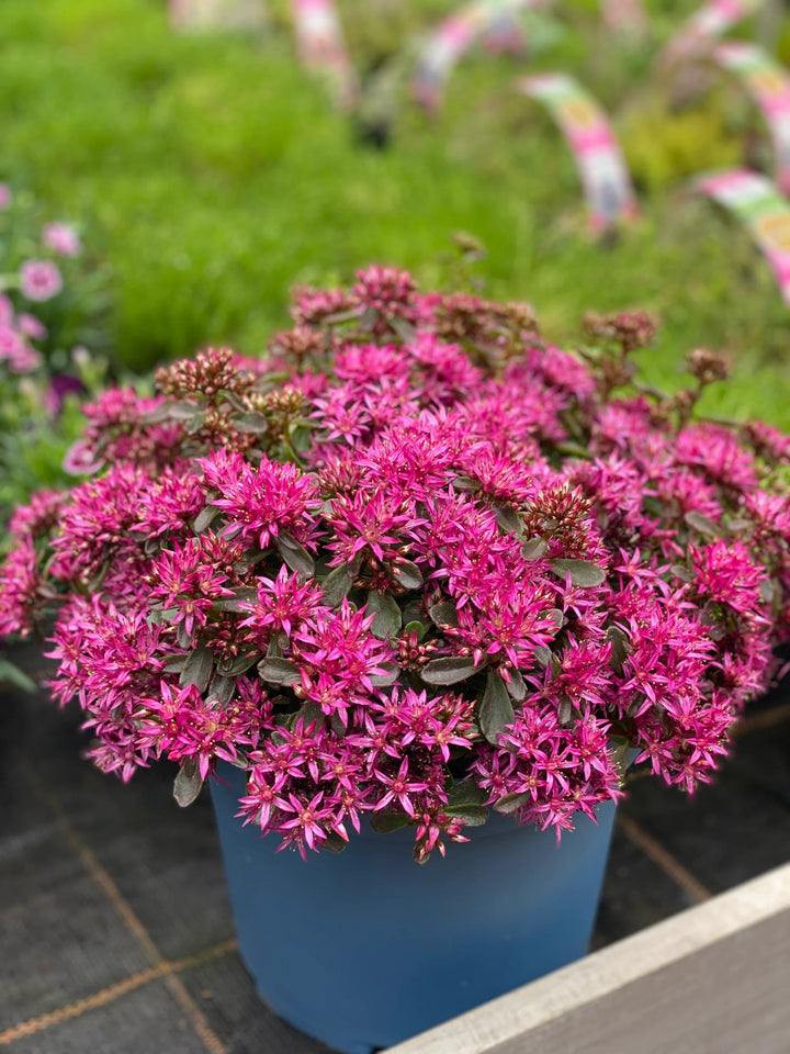 Sedum Spurium Flower Seeds for Planting – Heirloom Non-GMO, High Germination Organic Garden Seeds
