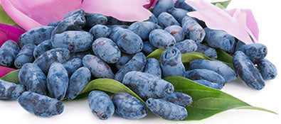 Berry Blue Haskap Fruit Seeds – Heirloom, Non-GMO Seeds for Cold-Hardy Berry Bush Planting