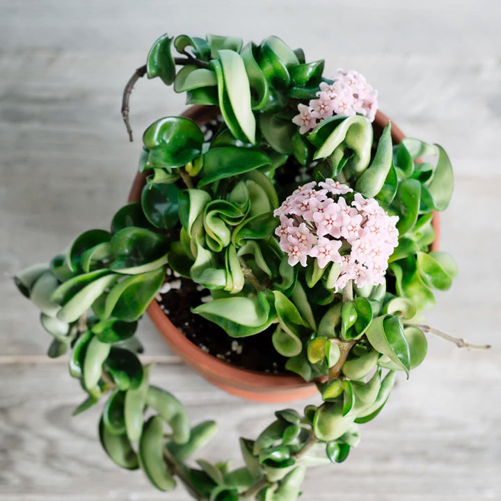 Green Pink Hoya Flower Seeds for Planting - Heirloom, Non-GMO, High Germination Organic Garden Seeds