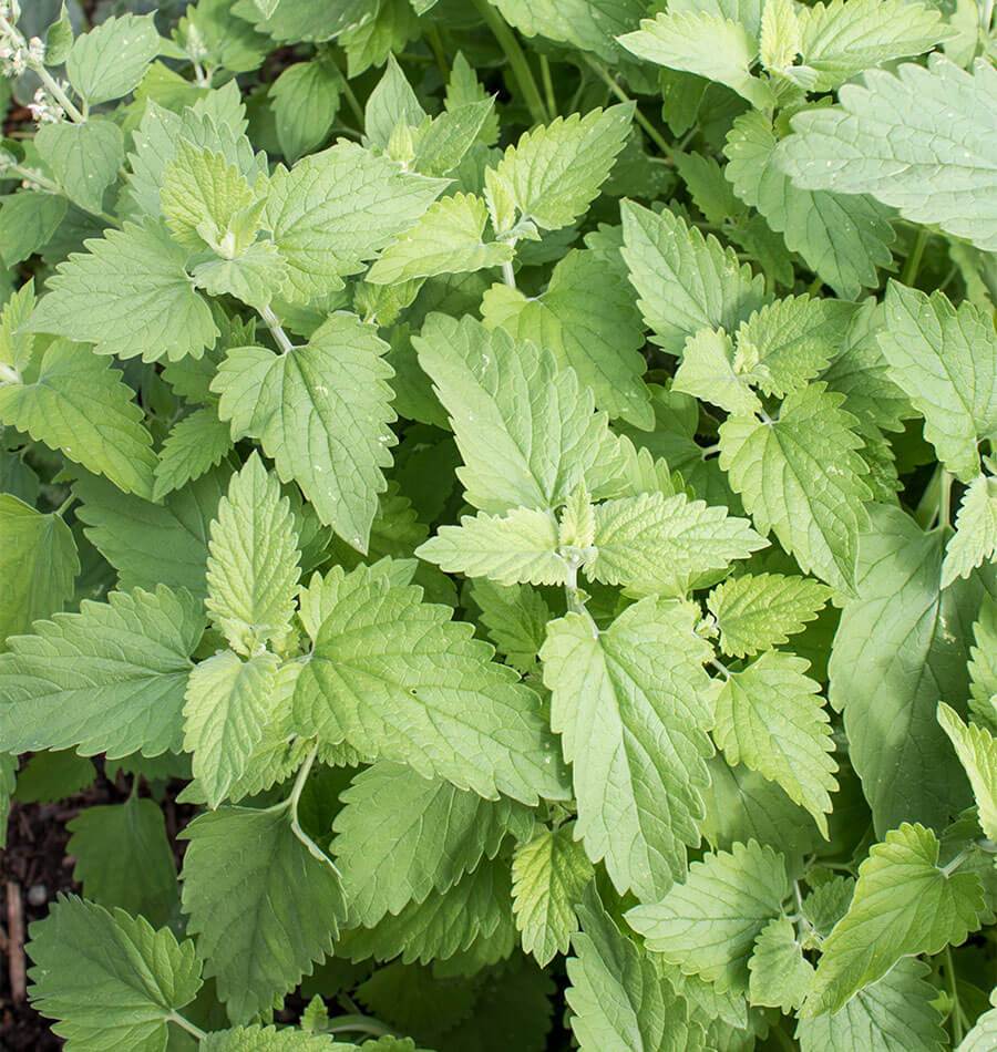 Green Catnip Herb Seeds for Planting – Heirloom, Non-GMO, Organic Garden Seeds with High Germination