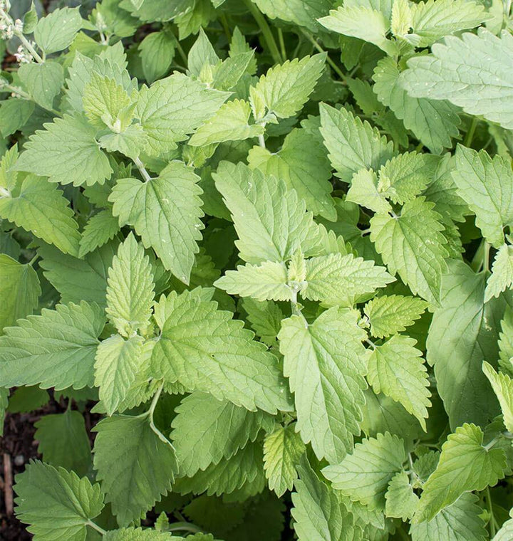 Green Catnip Herb Seeds for Planting – Heirloom, Non-GMO, Organic Garden Seeds with High Germination