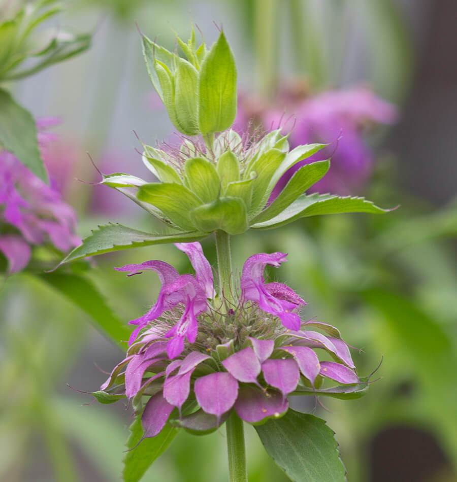 Lavender Bergamot Herb Seeds – Heirloom, Non-GMO Easy Care Seeds for Garden Planting