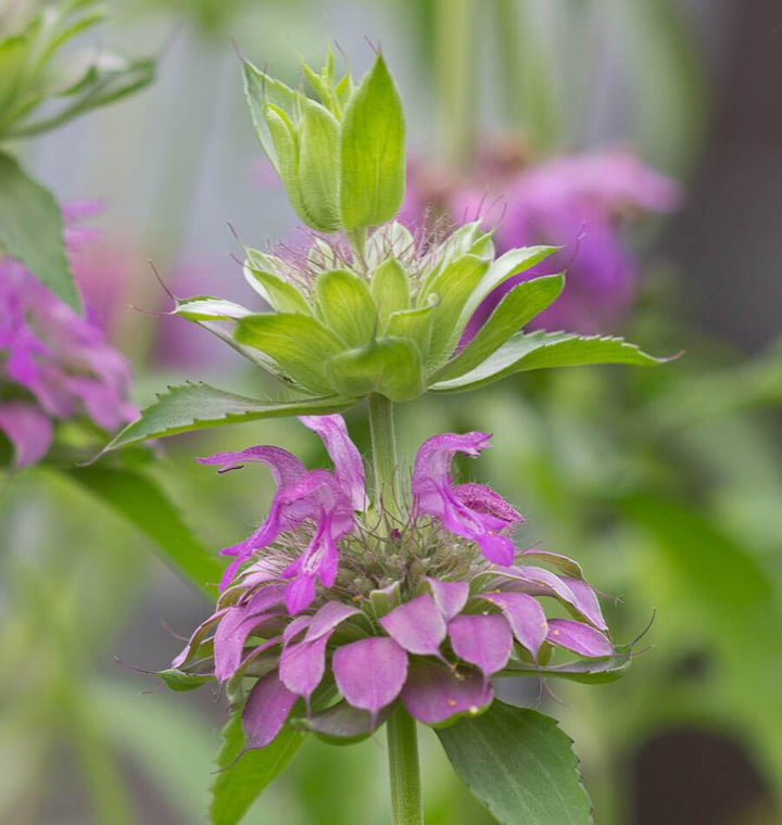 Lavender Bergamot Herb Seeds – Heirloom, Non-GMO Easy Care Seeds for Garden Planting