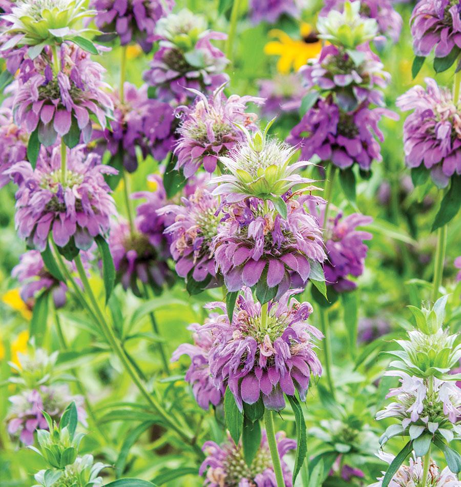 Lemon Bergamot Herb Seeds for Planting – Heirloom, Non-GMO, Organic Garden Seeds with High Germination