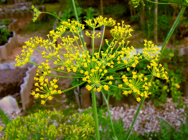 Yellow Mammoth Dill Herb Seeds for Planting – Heirloom, Non-GMO, Organic Garden Seeds with High Germination