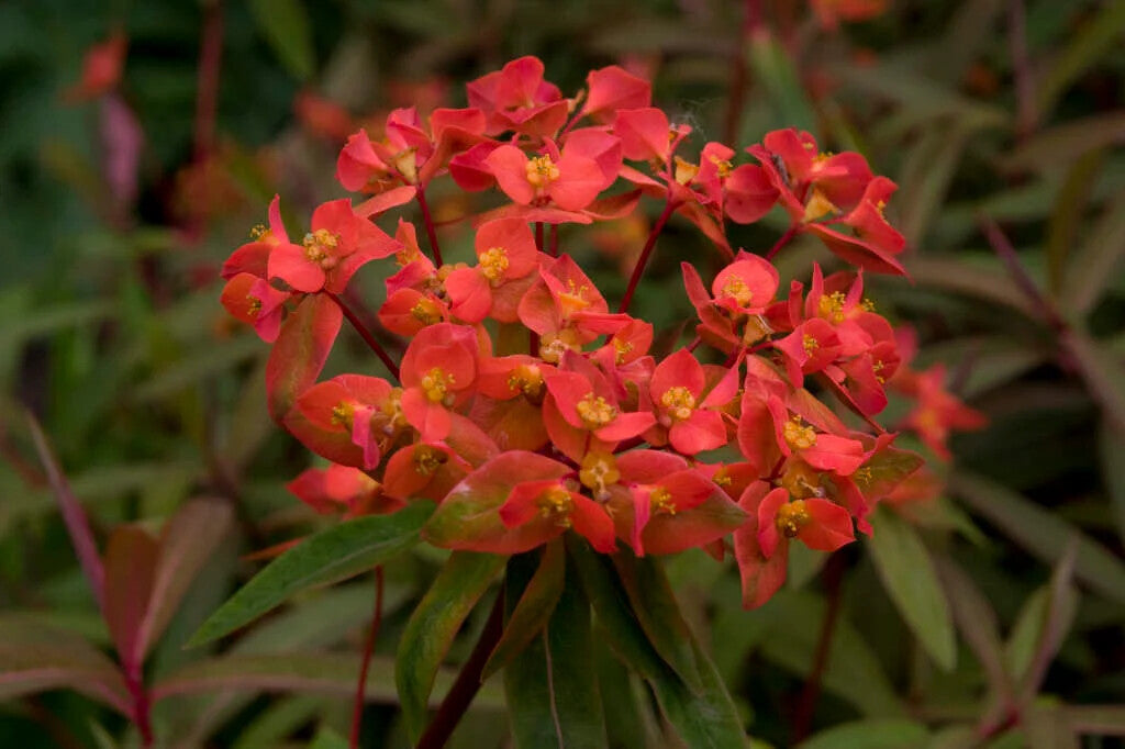 Red Euphorbia Griffithii Flower Seeds for Planting – Heirloom Non-GMO, High Germination Organic Garden Seeds