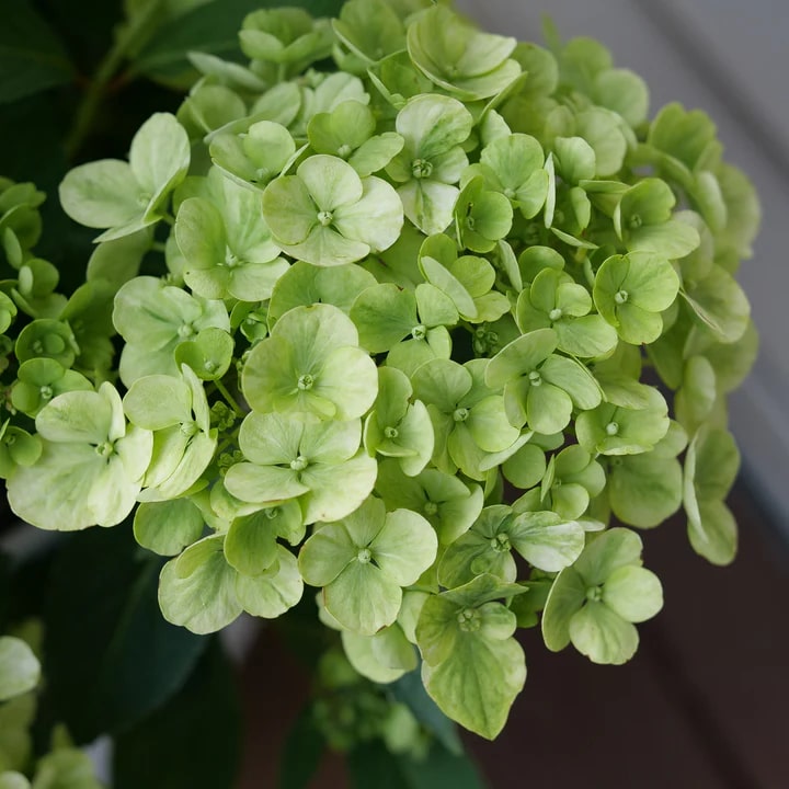 Green Cascade Flower Seeds for Planting – Heirloom, Non-GMO, High Germination Organic Garden Seeds