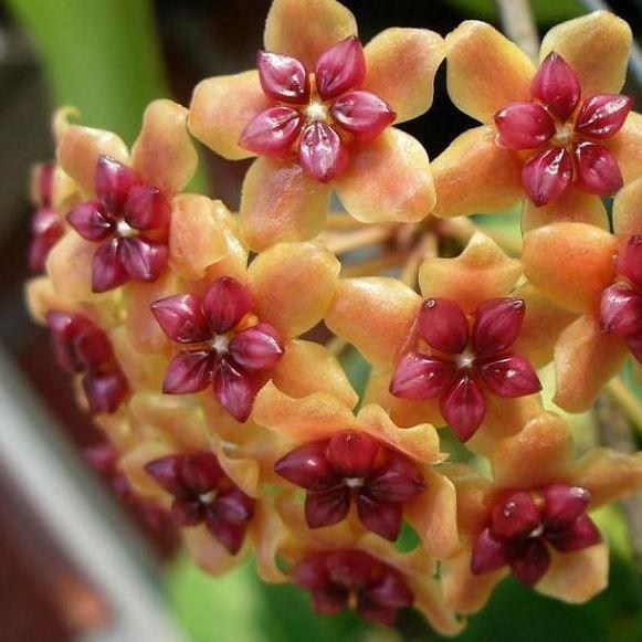 Orange Hoya Flower Seeds for Planting - Bright Blooms, Heirloom & GMO Free Seeds for Home Garden Non-GMO