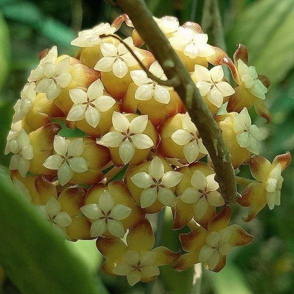 Dark Cream Hoya Carnosa Flower Seeds for Planting – Heirloom, Non-GMO, High Germination Seasonal Bloomer