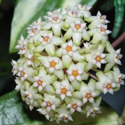 Light Green Hoya Flower Seeds for Planting – Heirloom, Non-GMO, High Germination Organic Garden Seeds