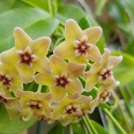 Yellow Hoya Flower Seeds for Planting – Heirloom, Non-GMO, High Germination Organic Garden Seeds